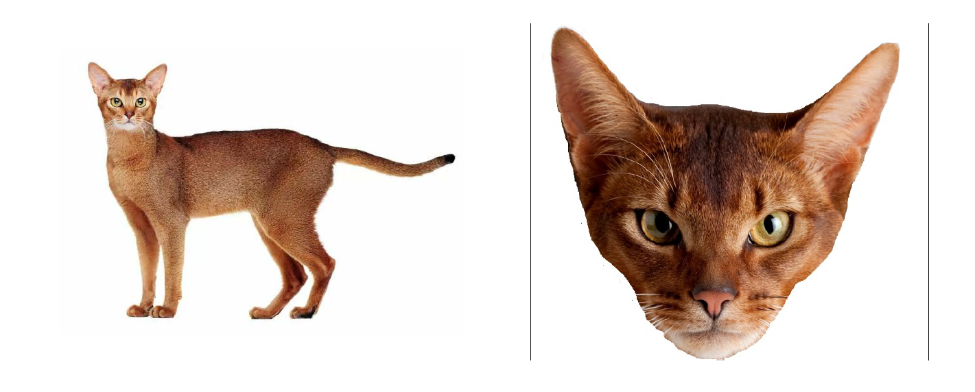 Рассмотрите фотографии лысой кошки огэ по биологии