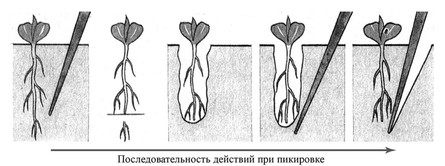 Рассмотрите рисунок на котором схематично изображен один из способов разведения картофеля