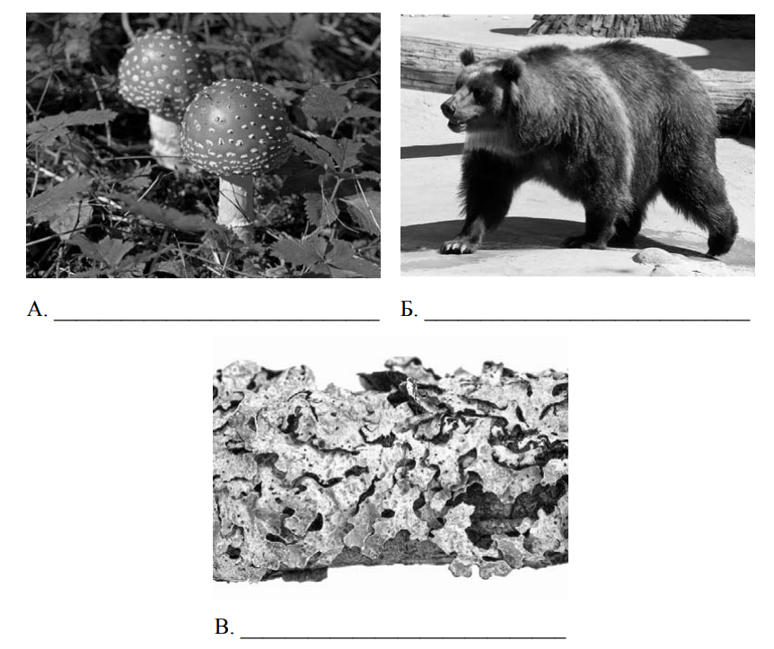 Рассмотрите фотографии с изображением представителей различных объектов природы впр ответы 7 класс