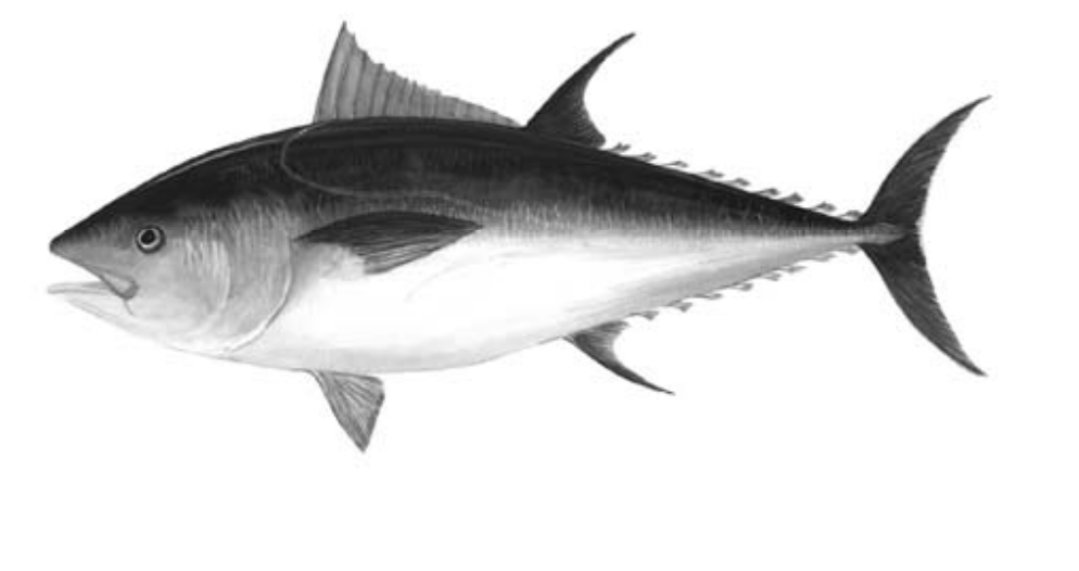 Сделайте описание тунца обыкновенного по следующему плану