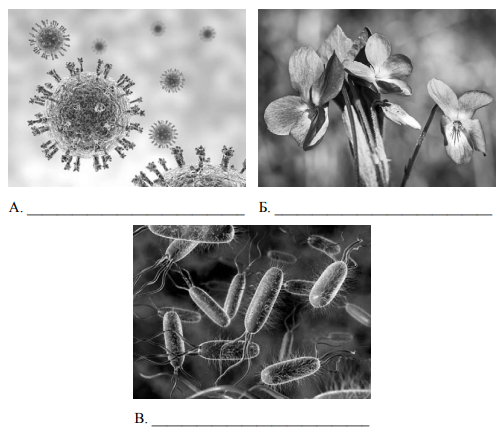 Вирусы впр 5 класс. ВПР по биологии 5 класс вирусы растения животные. Вирусы биология 5 класс ВПР по биологии. Простейшие, вирусы, бактерии. ВПР по биологии. ВПР биология 5 класс вирусы растения и бактерии.
