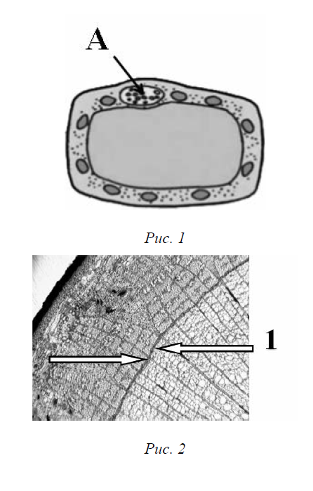 ВПР / Биология / 6 класс / 07 задание / 87