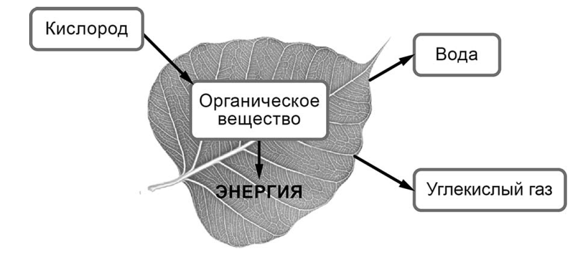 На представленном ниже рисунке ученик зафиксировал