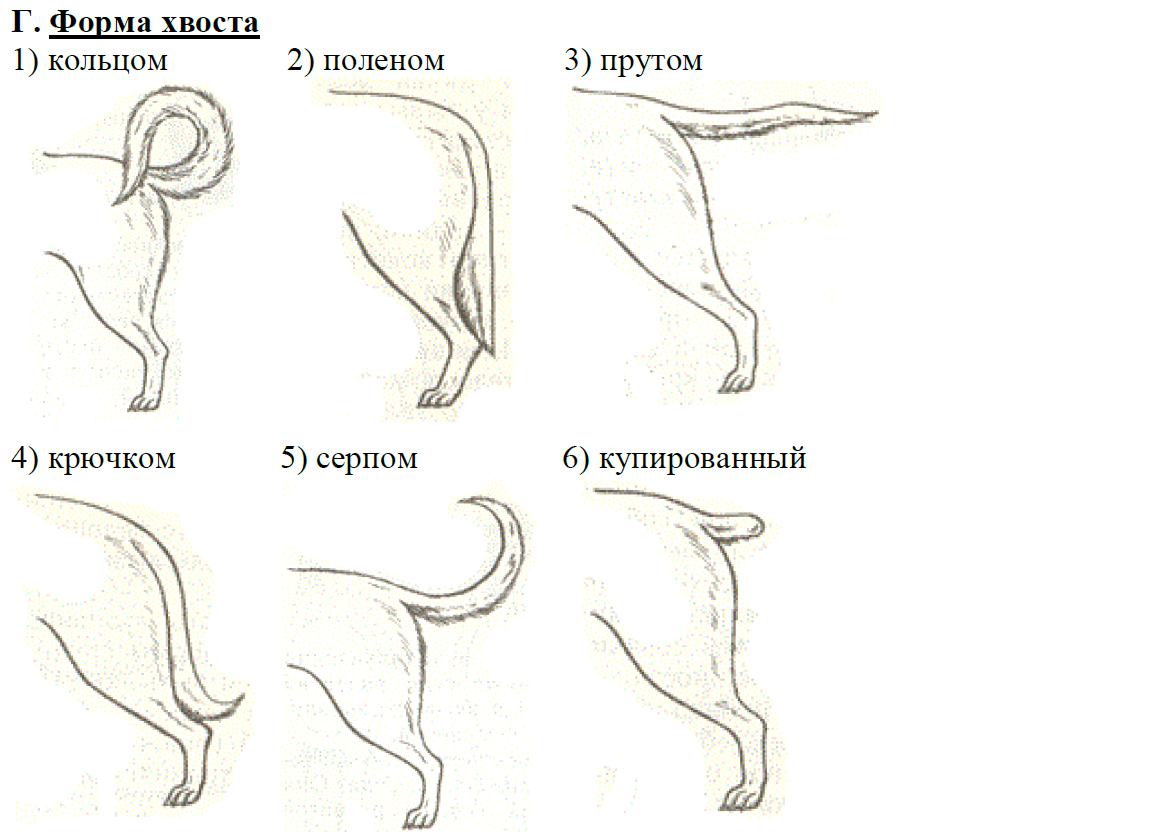 ОГЭ / Биология / 13 задание / 05 изображение 5