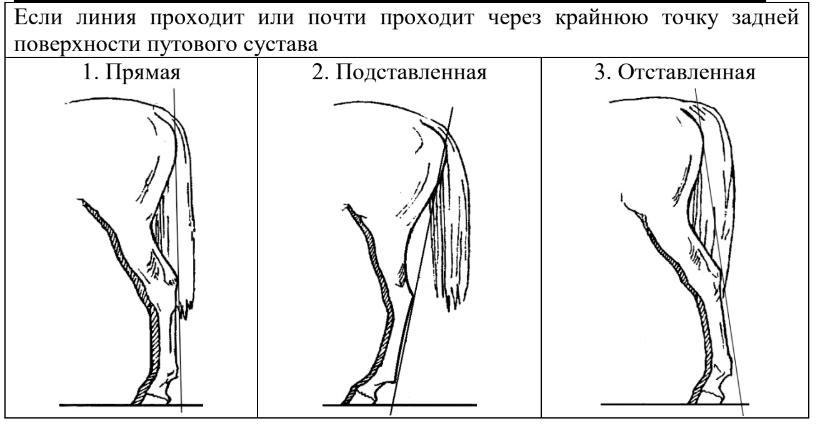 ОГЭ / Биология / 13 задание (24) / 45 изображение 5