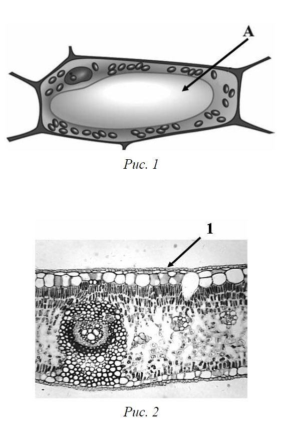 Рисунок растительной клетки 6 класс биология впр. Рассмотрите рисунок растительной клетки рис 1. ВПР 6 класс по биологии рассмотрите рисунок растительной клетки. Какая структура клетки обозначена на рисунке буквой а ответ ВПР 6. Какая структура клетки обозначена на рисунке 1 буквой а.