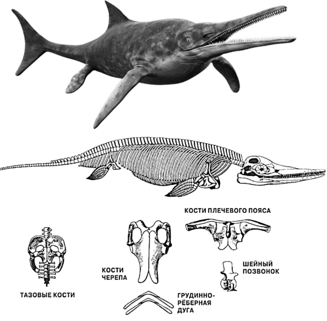 ЕГЭ / Биология / 24 задание (24) / 11 изображение 1