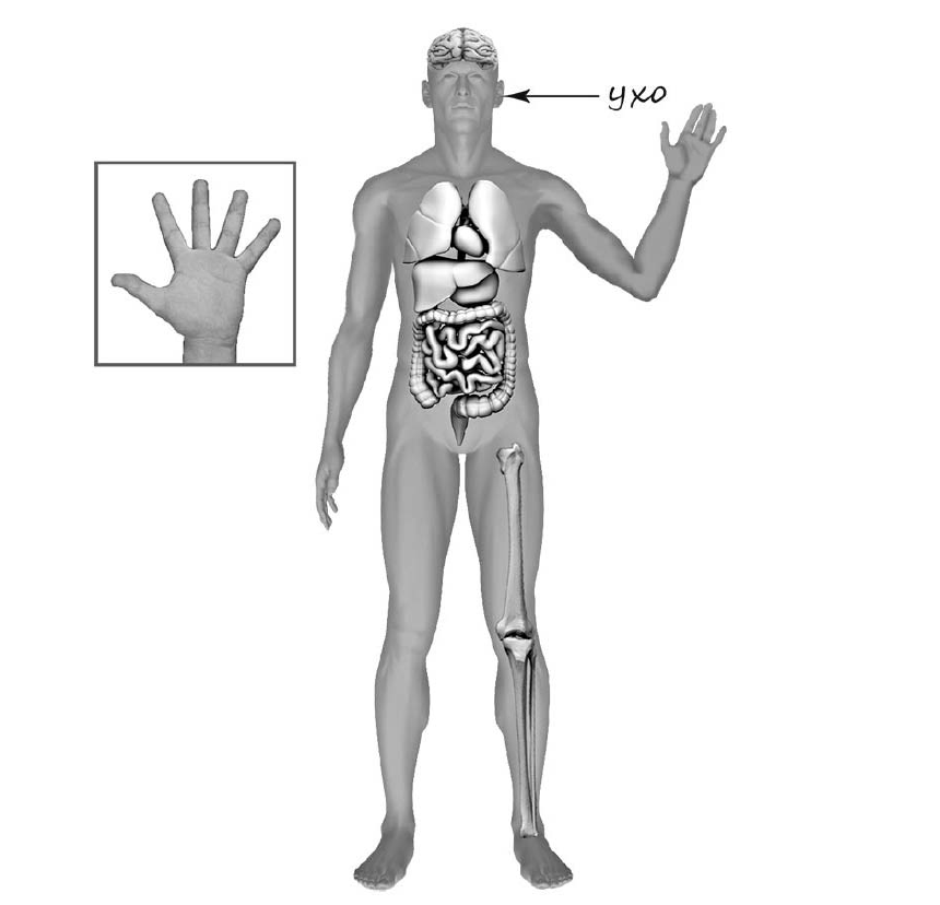 Рассмотри изображение человека. Тело человека ВПР. Части тела человека ВПР. Части тела человека окружающий мир ВПР.