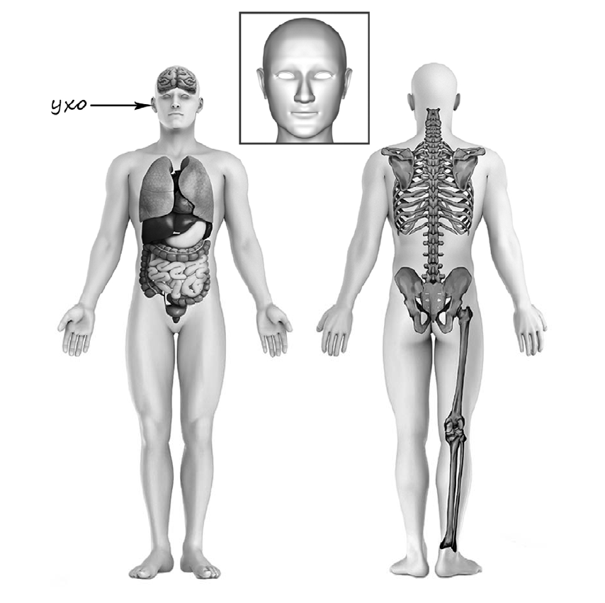 Рассмотри тело человека. Строение тела. Тело человека. Рассмотрим изображение человека покажи стрелками. Изображение человека ВПР.