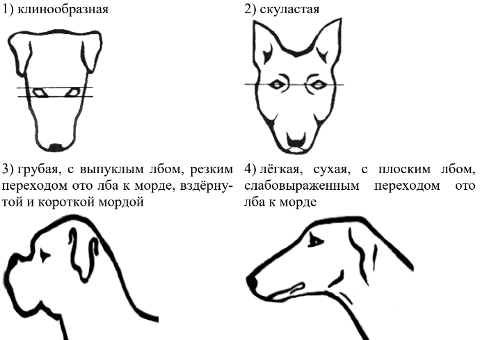 ОГЭ / Биология / 13 задание (24) / 52 изображение 3