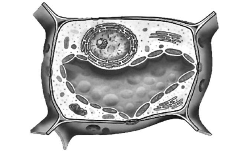 ВПР / Биология / 6 класс / 04 задание / 151 изображение 1