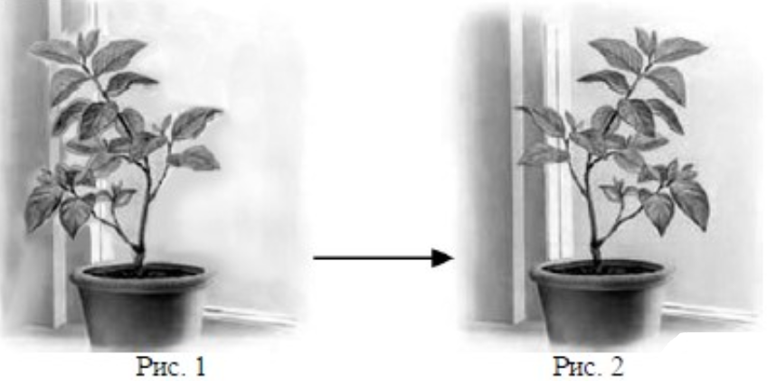 На рисунке отображены изменения произошедшие с растением. Изображено растение которое поставили на подоконник. На рисунке 1 изображены растения которое поставил. Явления из жизни растений ОГЭ. Опыты ОГЭ по биологии.
