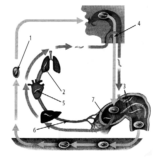 ЕГЭ / Биология / 09-10 задание / 33 изображение 1