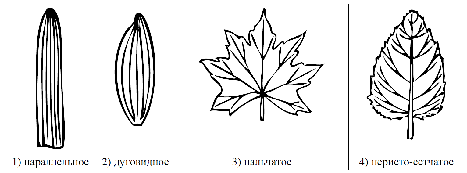 ВПР / Биология / 6 класс / 05 задание / 99 изображение 3