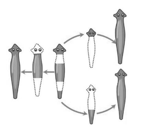 ЕГЭ / Биология / 24 задание (24) / 07 изображение 1