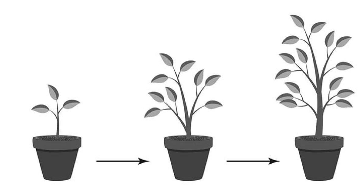 Значение роста в жизни растений впр 5. Процесс роста растений ВПР. Процесс жизнедеятельности растений ВПР. Процессы жизнедеятельности растений 6 класс ВПР. Рост растений в горшках.