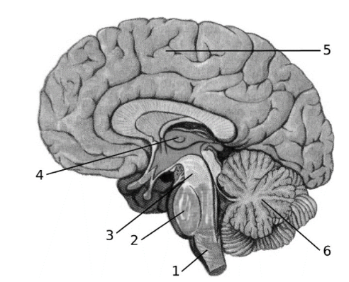ЕГЭ / Биология / 15 задание (24) / 133 изображение 1