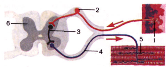 ОГЭ / Биология / 16 задание (24) / 42 изображение 1
