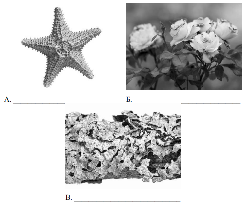 Рассмотрите фотографии с изображением представителей различных объектов природы 7 класс подпишите их