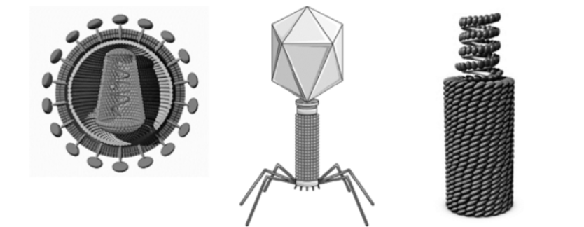 ЕГЭ / Биология / 01 задание (24) / 62 изображение 2