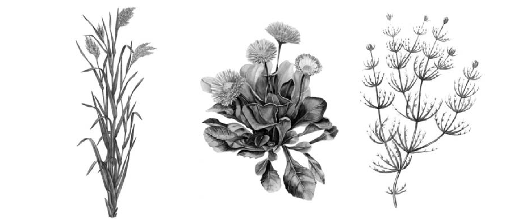 Растения картинки. Биологический рисунок растения. Физические рисунки растений. Нителла рисунок.
