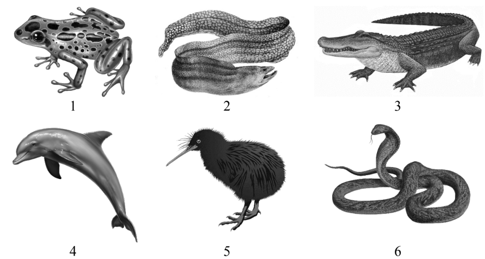 ЕГЭ / Биология / 09-10 задание (24) / 41 изображение 1