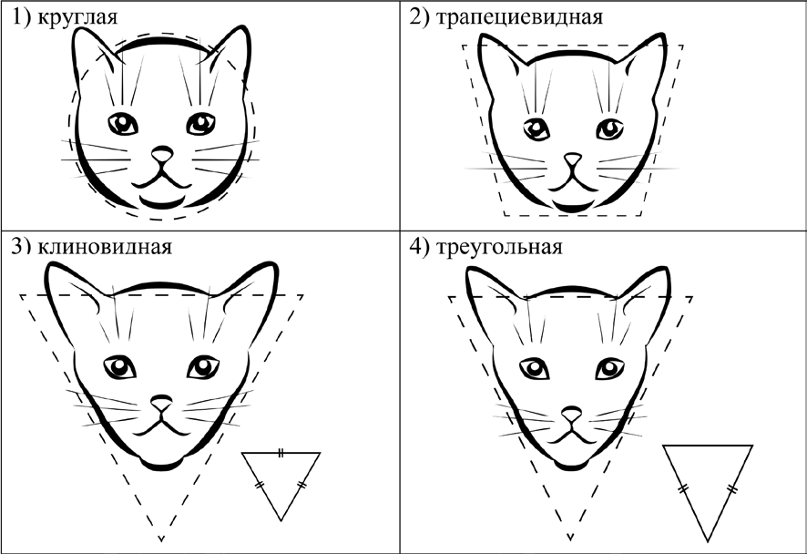 Кошка 13 задание огэ. Строение головы кошки. Форма морды кошки. Треугольная форма головы у кошек. Анатомия морды кошки.