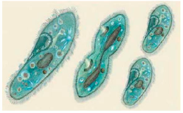 ОГЭ / Биология / 01 задание (24) / 57 изображение 1