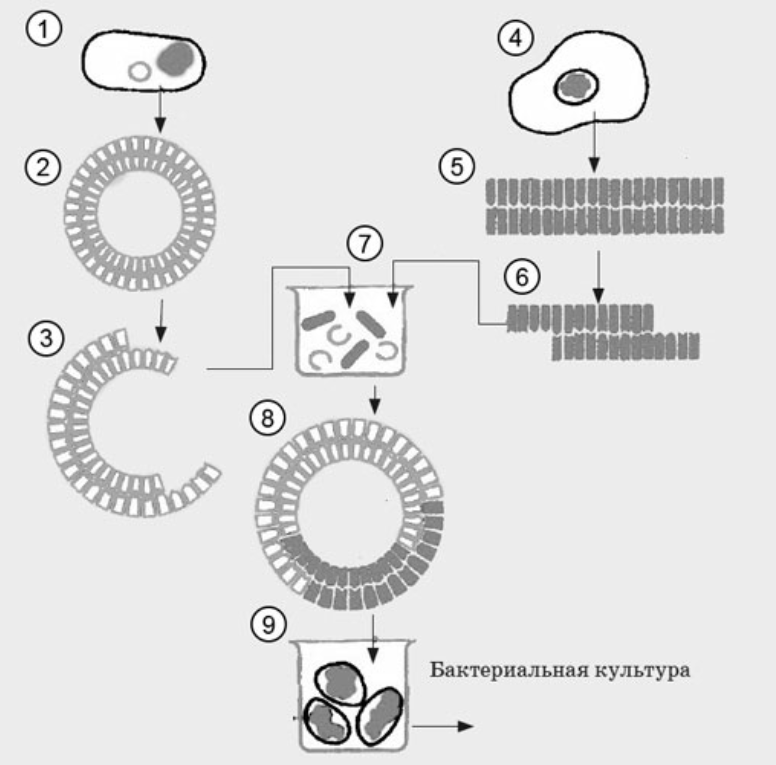 Схема синтезирующие бактерии