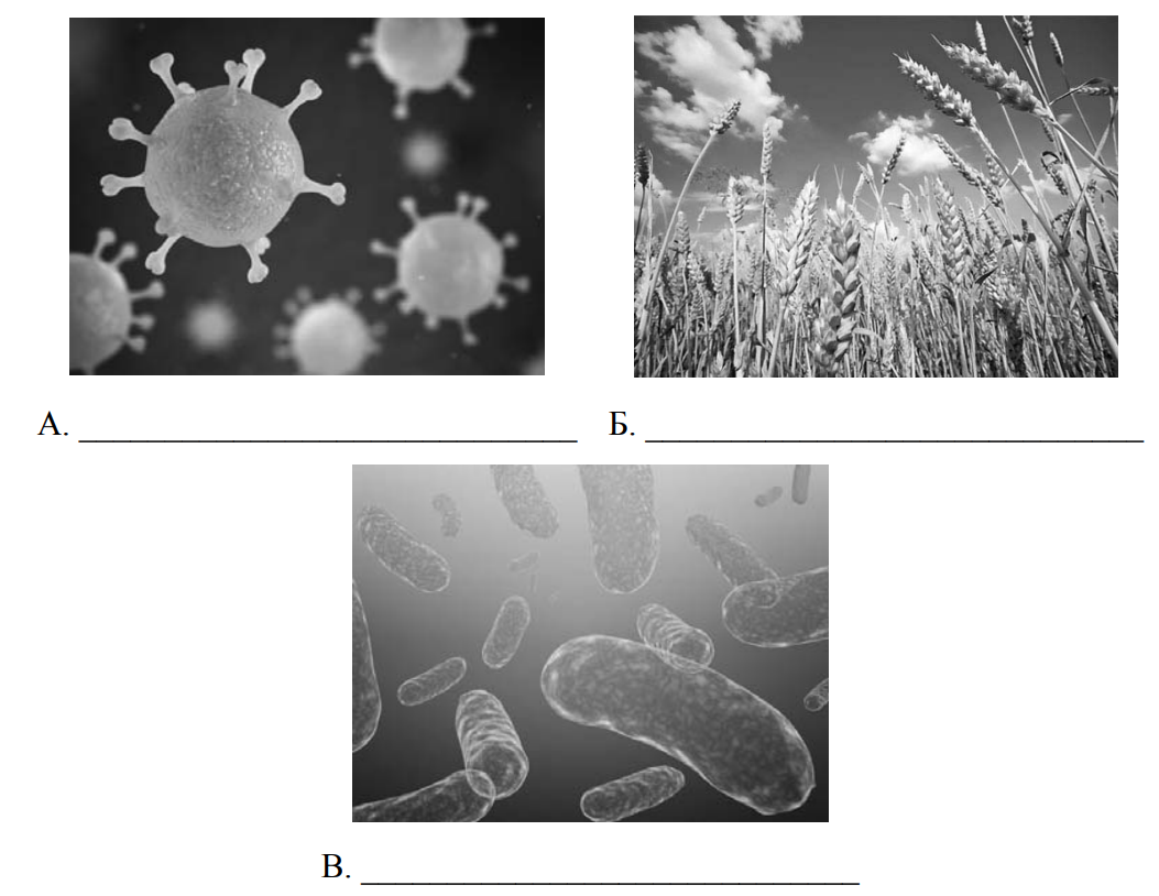 ВПР биология 5 класс вирусы растения и бактерии. ВПР 5 класс биология бактерии. ВПР биология 5 класс вирусы растения и бактерии ответы. ВПР 5 класс биология бактерии грибы животные.