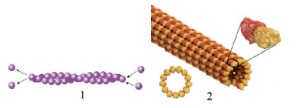 ЕГЭ / Биология / 05-06 задание / 47