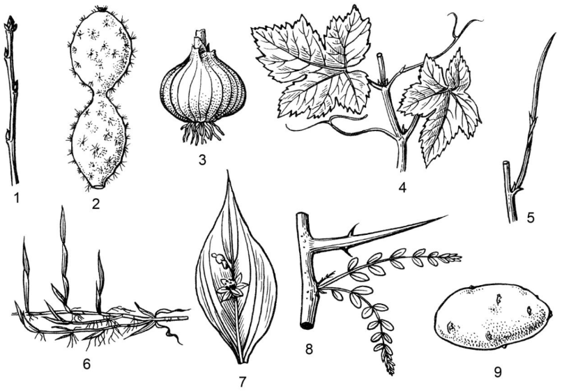 ЕГЭ / Биология / 09-10 задание (24) / 44 изображение 1