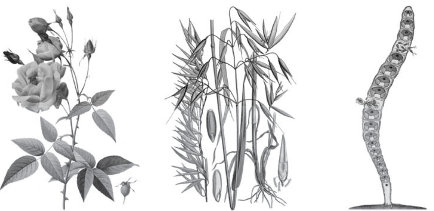 Впр биология 7 класс растения 2024. Растения картинки. Биологический рисунок растения. Овес Ботанический рисунок. Антропоморфизм рисунки растений.