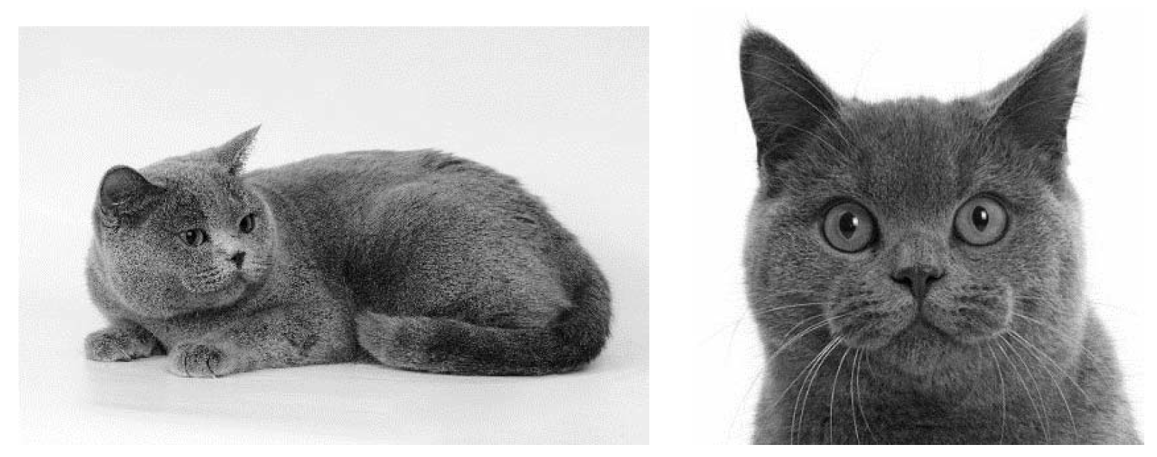 Стандарты британской породы кошек. Характеристика породы кошек по строению головы.