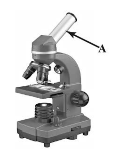 ВПР / Биология / 5 класс / 04 задание / 30
