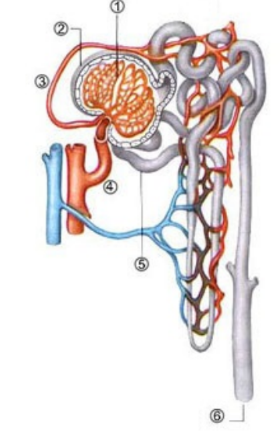 ОГЭ / Биология / 16 задание (24) / 39 изображение 1