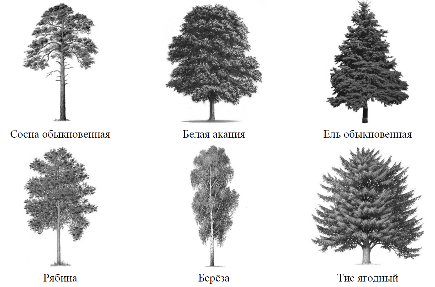 Рассмотрите изображение шести