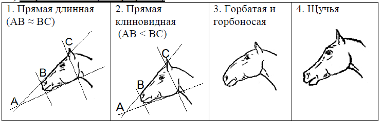 ОГЭ / Биология / 13 задание / 40 изображение 5