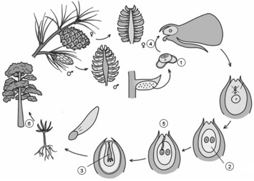 ЕГЭ / Биология / 09-10 задание / 28 изображение 1