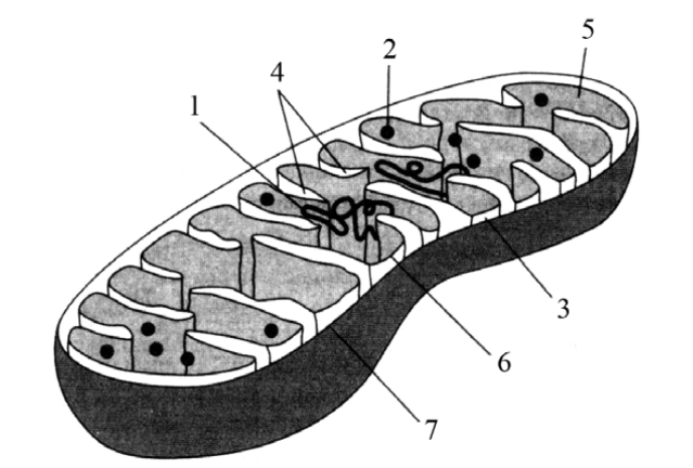 ЕГЭ / Биология / 05-06 задание (24) / 66 изображение 1