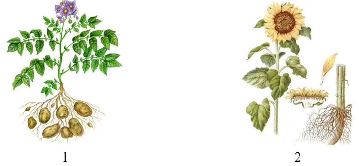 ОГЭ / Биология / 11 задание (24) / 31