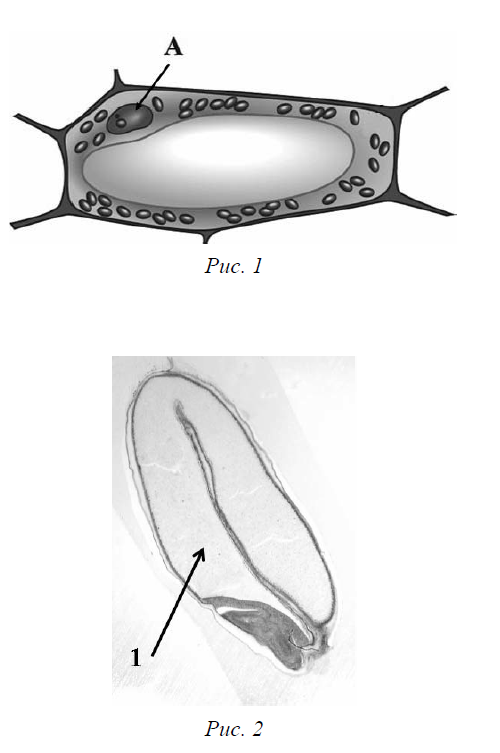 Растительная клетка ВПР 6 класс. Рассмотрите рисунок растительной клетки рис 1. Рисунок растительной клетки листа. Строение клеток ВПР биология.