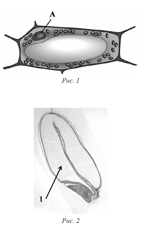 Рассмотрите рисунок растительной клетки какая структура клетки обозначена на рисунке а 2 вариант
