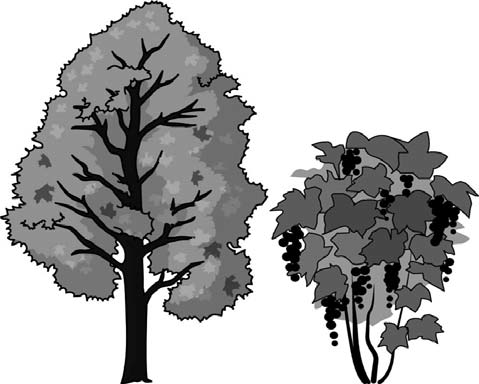 На рисунке изображены дерево и растущий рядом куст высота куста равна 1 3м