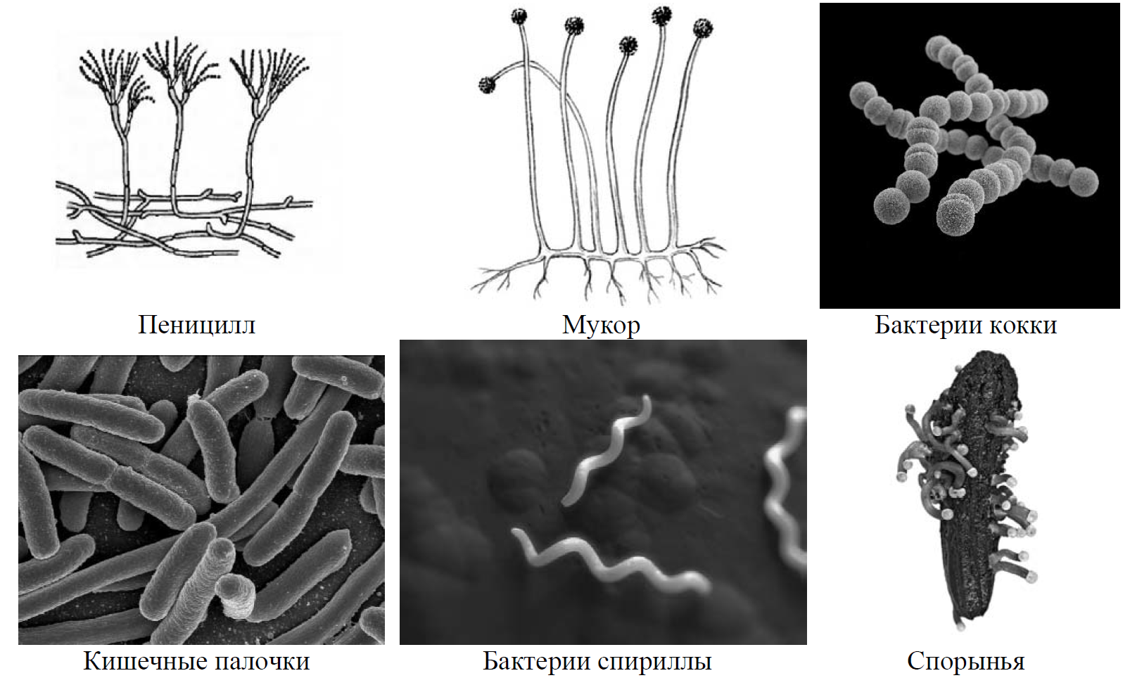 Бактерии примеры 7. Рассмотрите изображение шести организмов предложите. Биология ВПР Хвощовые. ВПР по биологии 7 класс растения. Рассмотрите изображение 6 организмов дрожжи пеницилл.