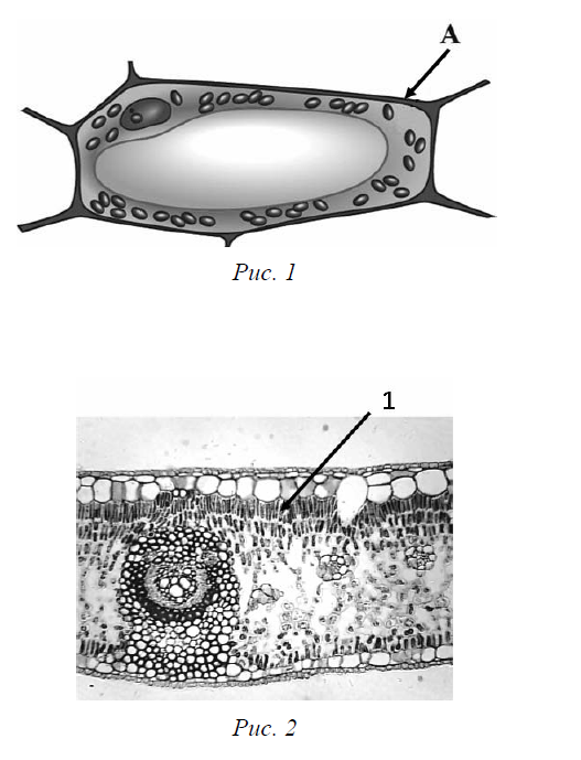 Рассмотрите рисунок растительной клетки какая структура клетки обозначена на рисунке буквой а впр 6