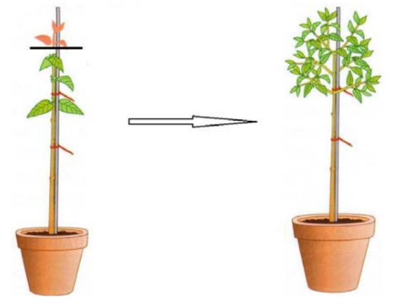 ОГЭ / Биология / 22 задание (24) / 60 изображение 1