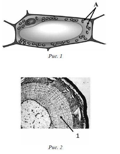 Растительная клетка ВПР 6 класс. Структура растительной клетки 6 класс ВПР. Срез стебляо микрофото. Микрофотография среза стебля. Органоиды растительной клетки впр