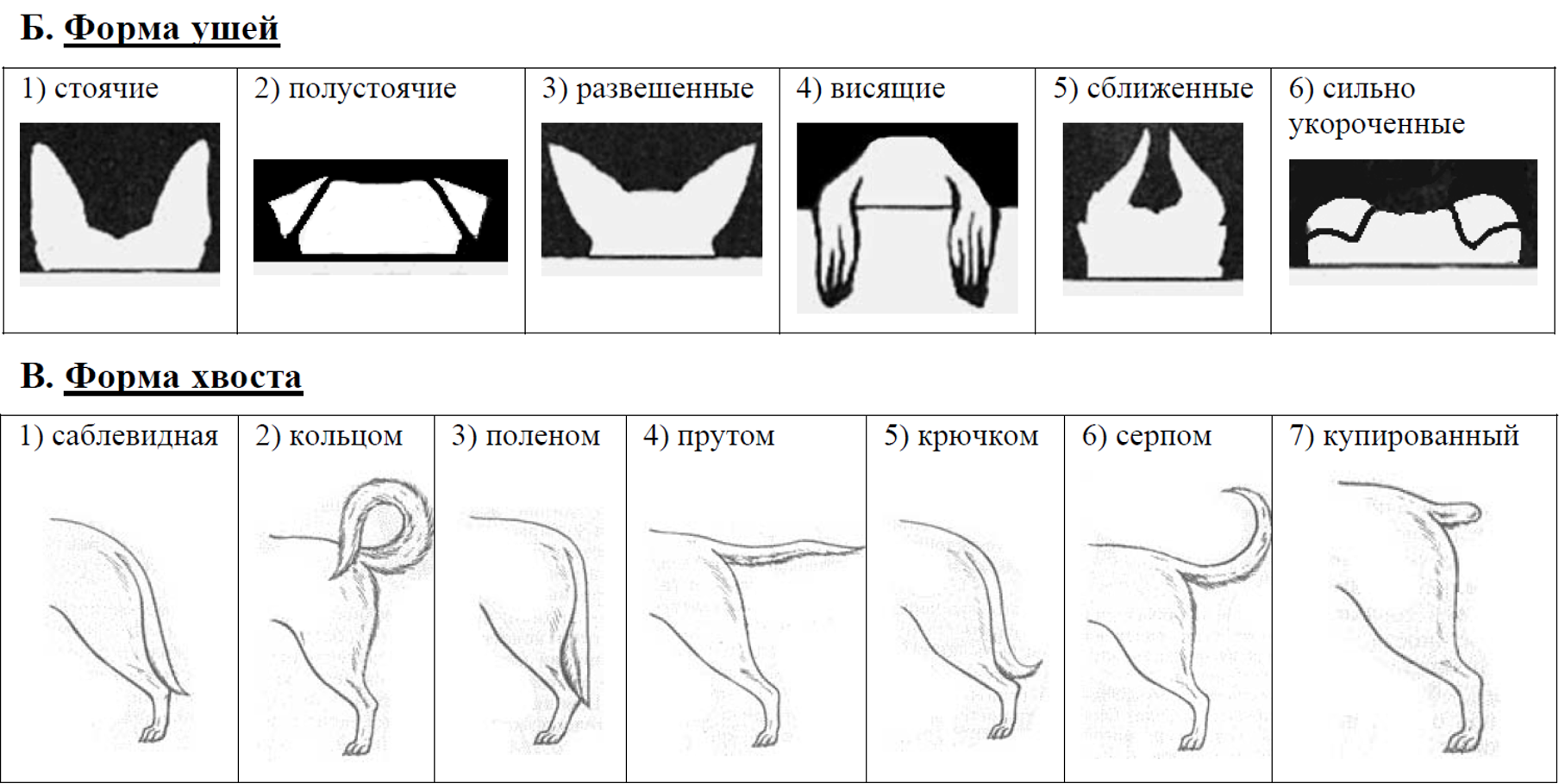 ВПР / Биология / 8 класс / 04 задание / 16 изображение 3