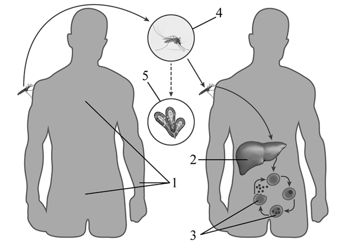 Какой цифрой обозначен на рисунке орган человека в котором размножается малярийный плазмодий